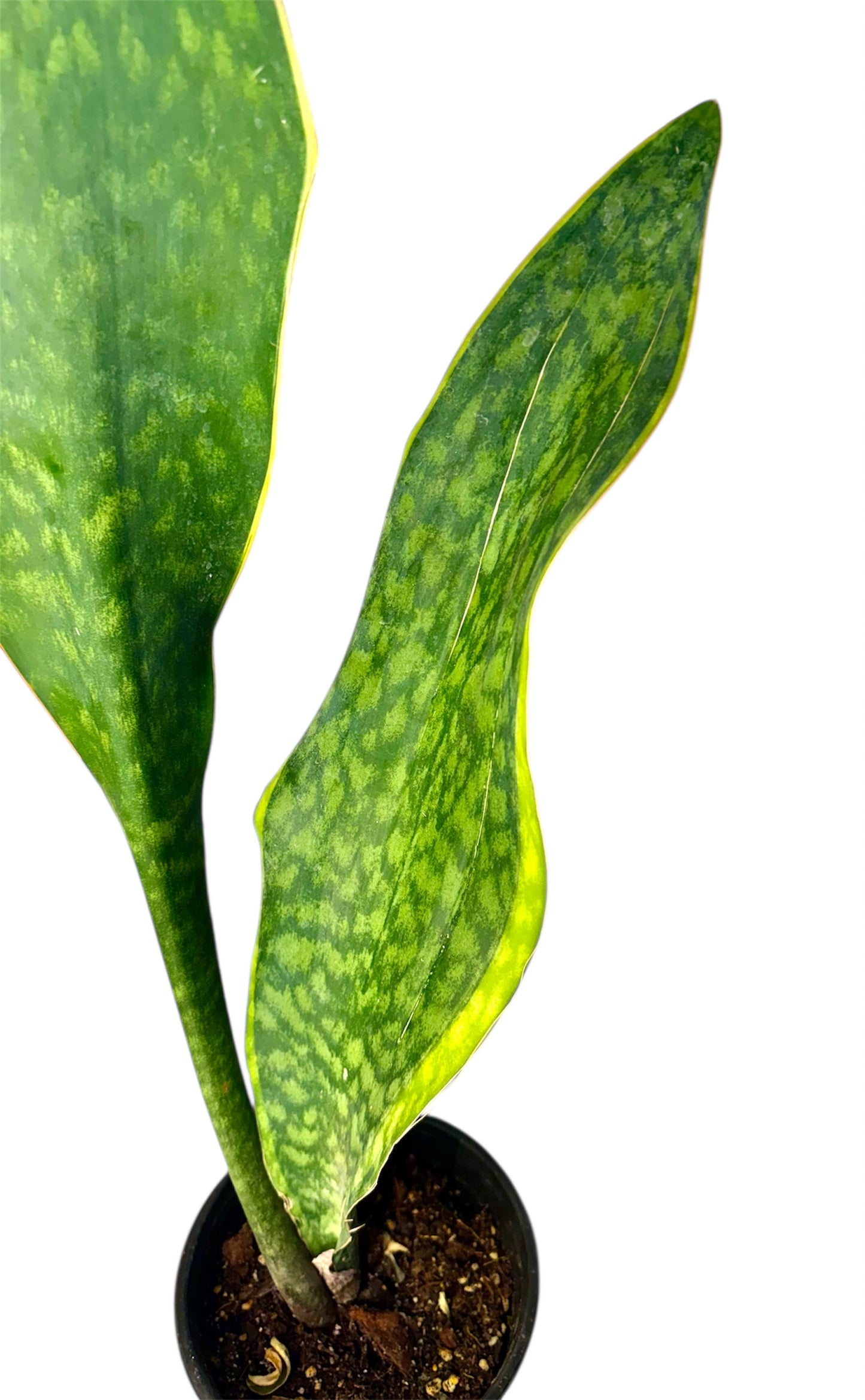 Sansevieria 'Congo' variegated Big Leaf ( Rare Find) 36 inch tall