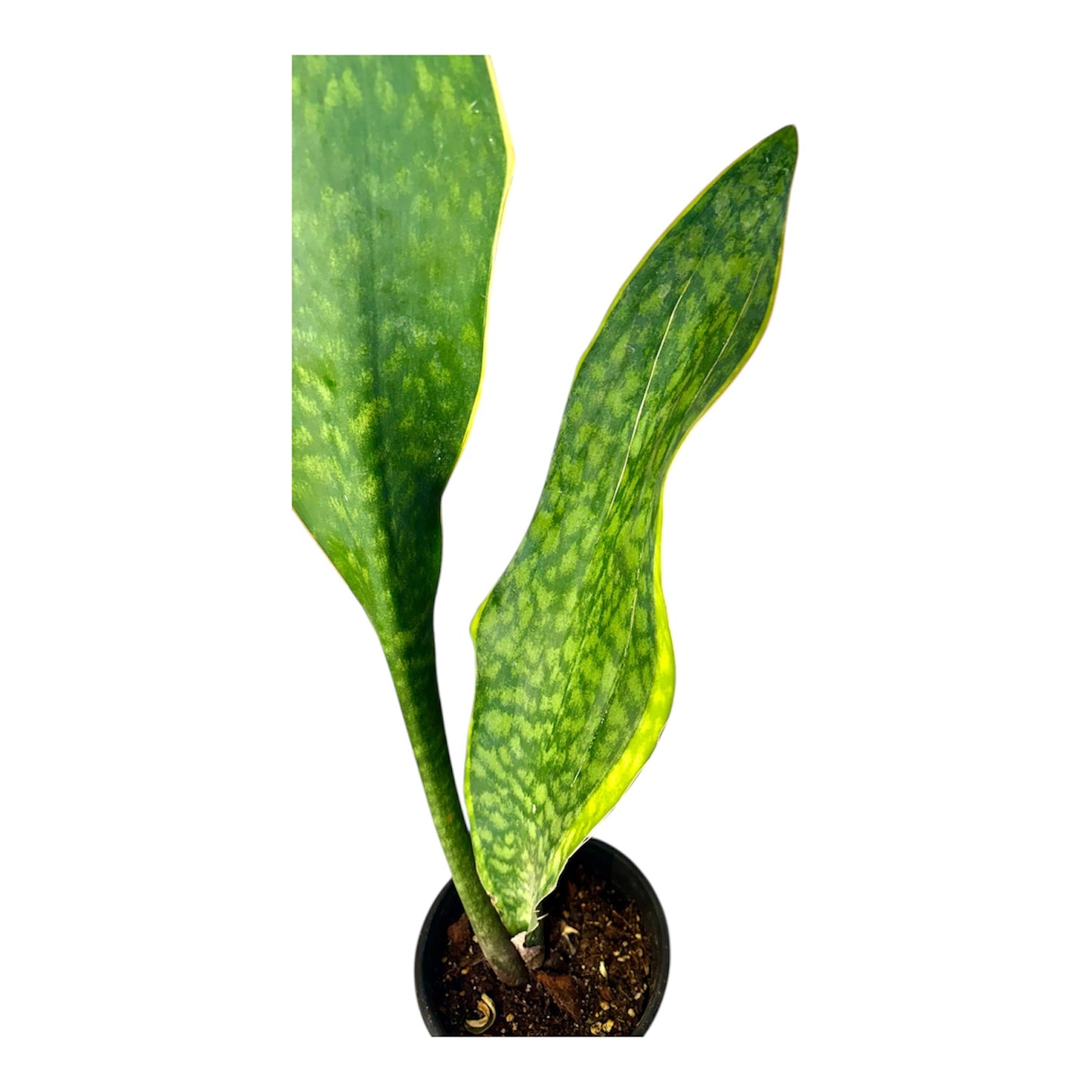 Sansevieria 'Congo' variegated Big Leaf ( Rare Find) 36 inch tall