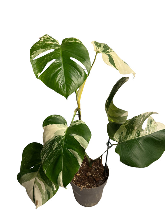 Monstera Albo Borsigiana