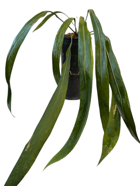 Anthurium Vittarifolium Necktie