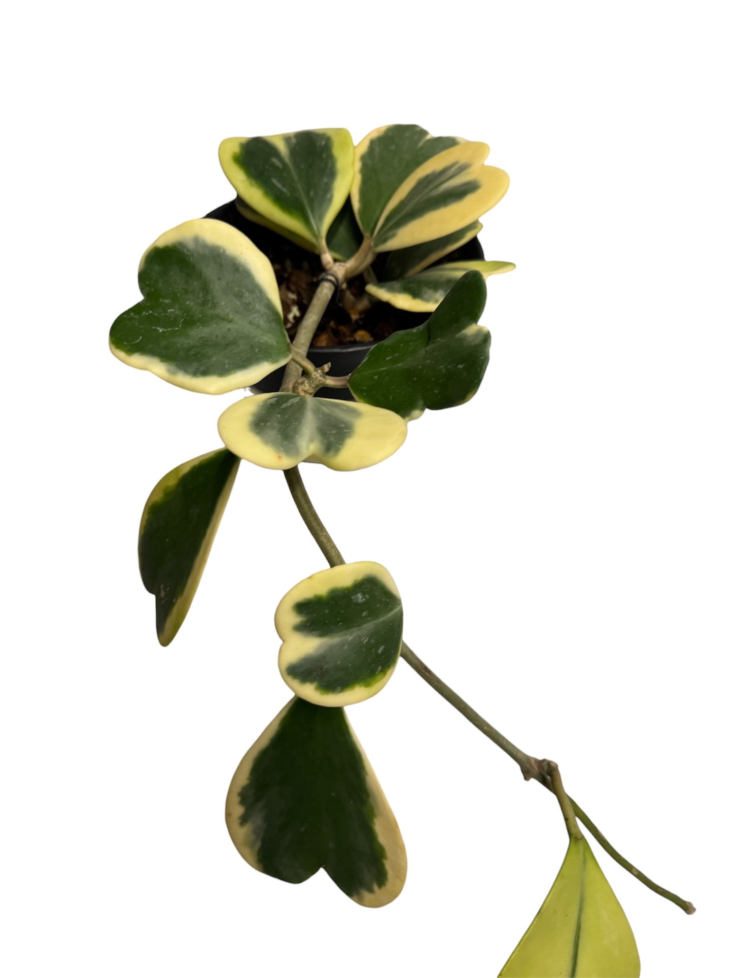 Hoya Kerri Heart Vine