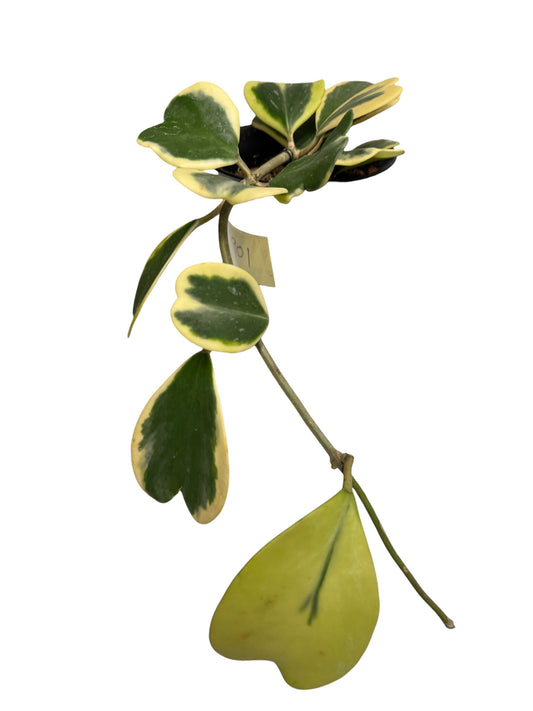 Hoya Kerri Heart Vine