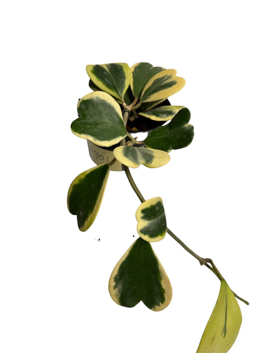 Hoya Kerri Heart Vine