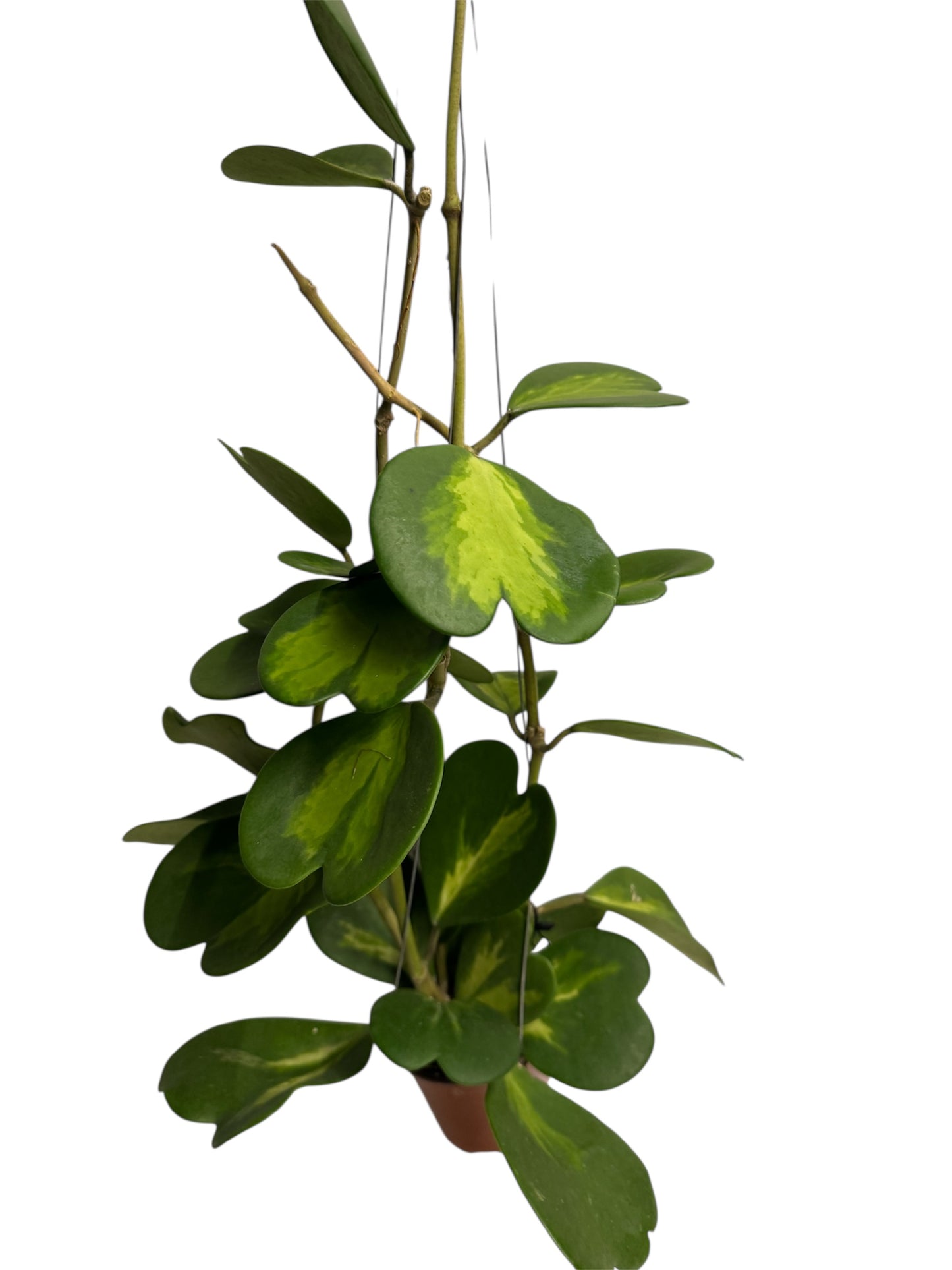 Hoya Kerri Reverse Vine Large