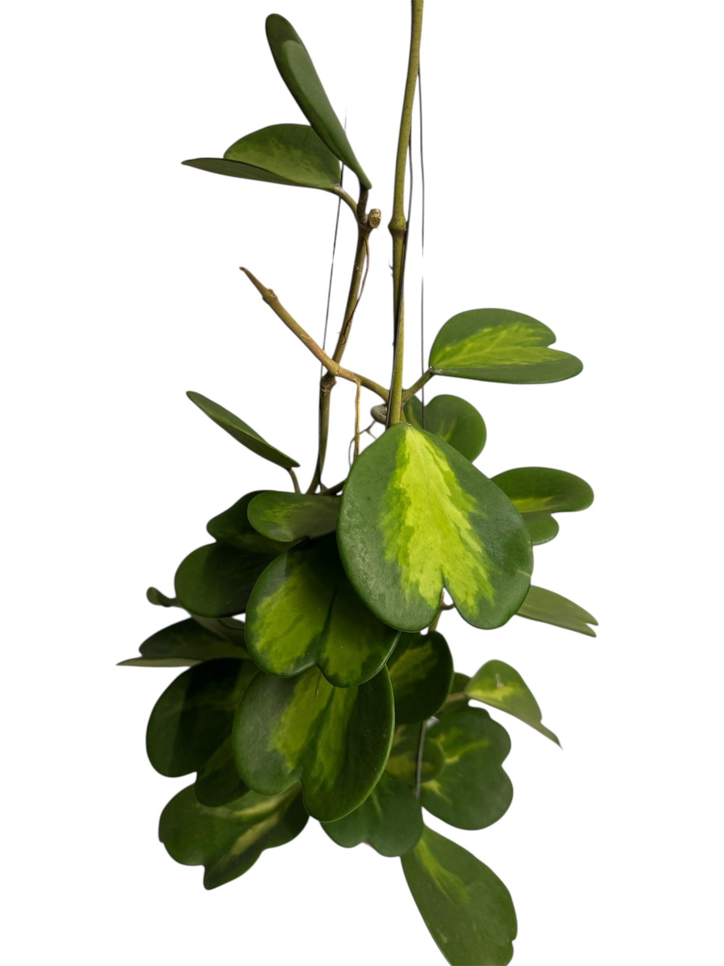 Hoya Kerri Reverse Vine Large