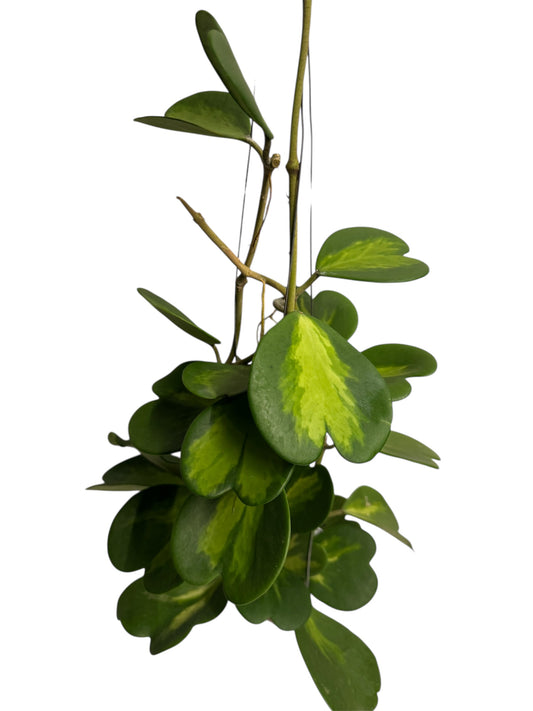 Hoya Kerri Reverse Vine 2 roots