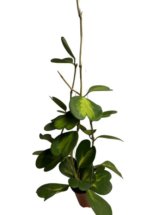 Hoya Kerri Reverse Vine 2 roots