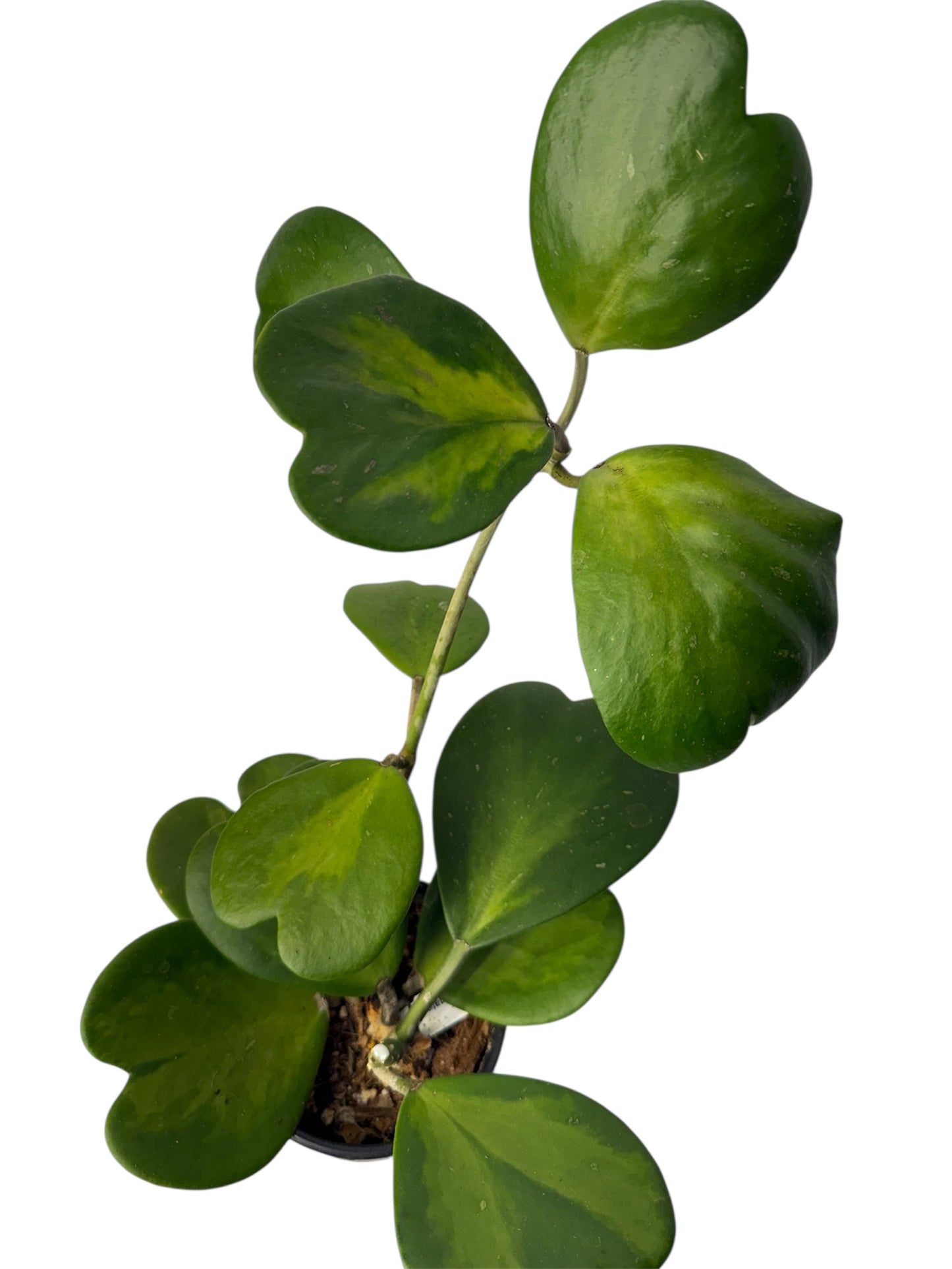 Hoya Kerri Reverse Vine One root