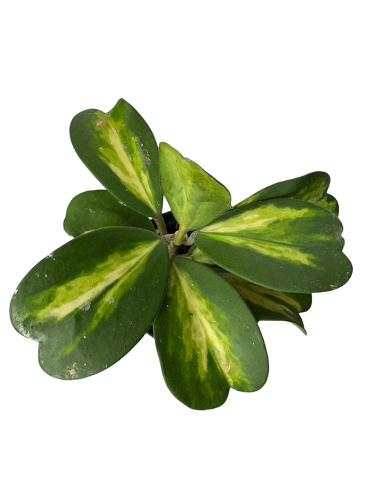Hoya Kerrii Picta Spot inner Variegated