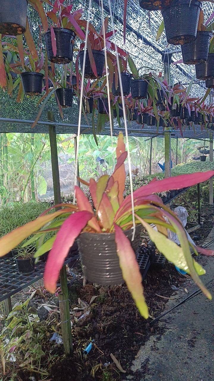 Rhipsalis ramulosa sun stress