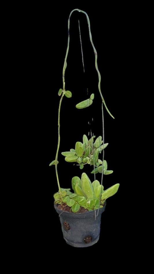 Dishchidia Major Vine ( Rare find)