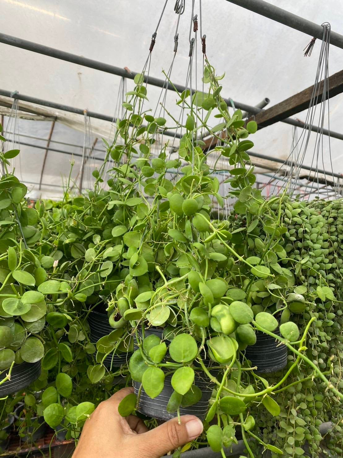 Dischidia platyphylla large