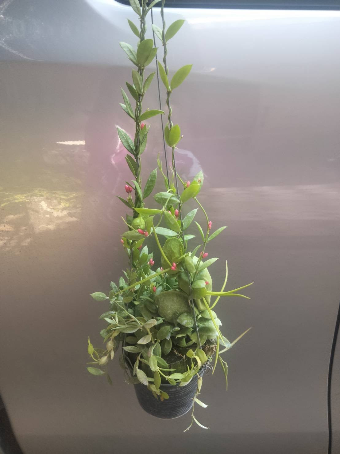 Dischidia pistroides (ant plant)