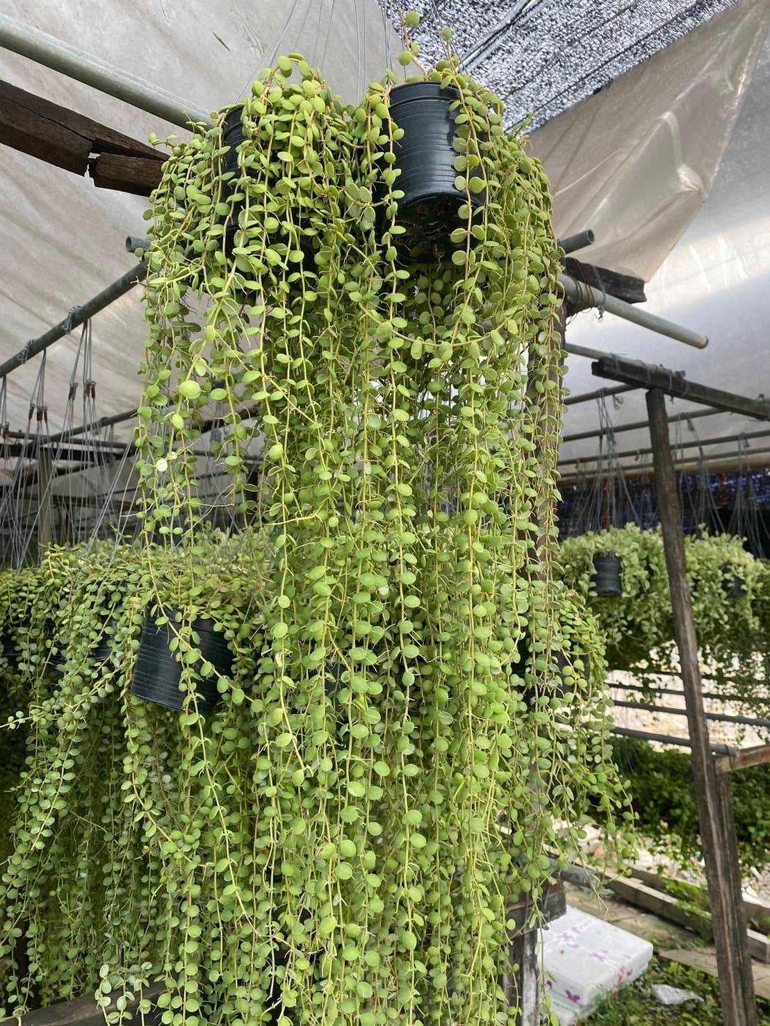 Dishchidia Million Heart Green Long Vine 20 inch long