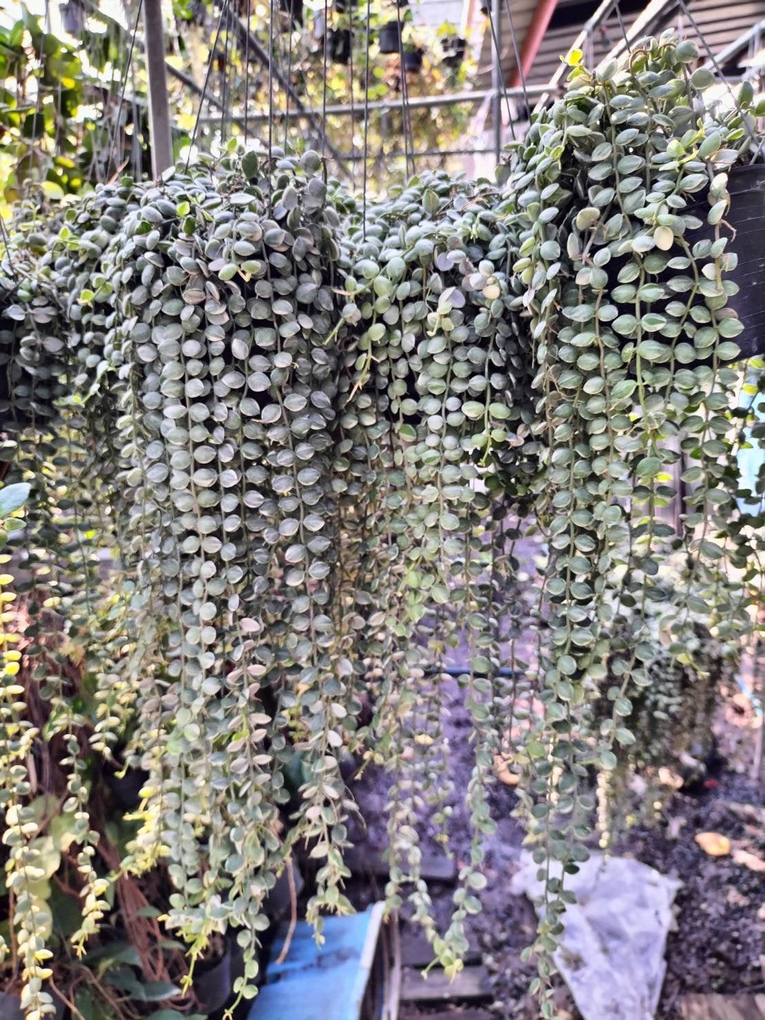 Dishcidea Sting oh Nickels  variegated