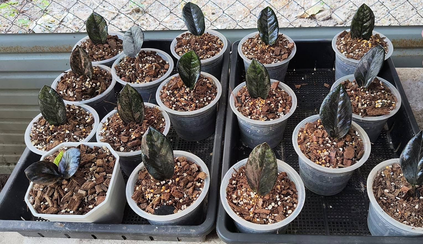 Black Pink Raven ZZ Variegated
( Zamioculcas Zamiifolia)