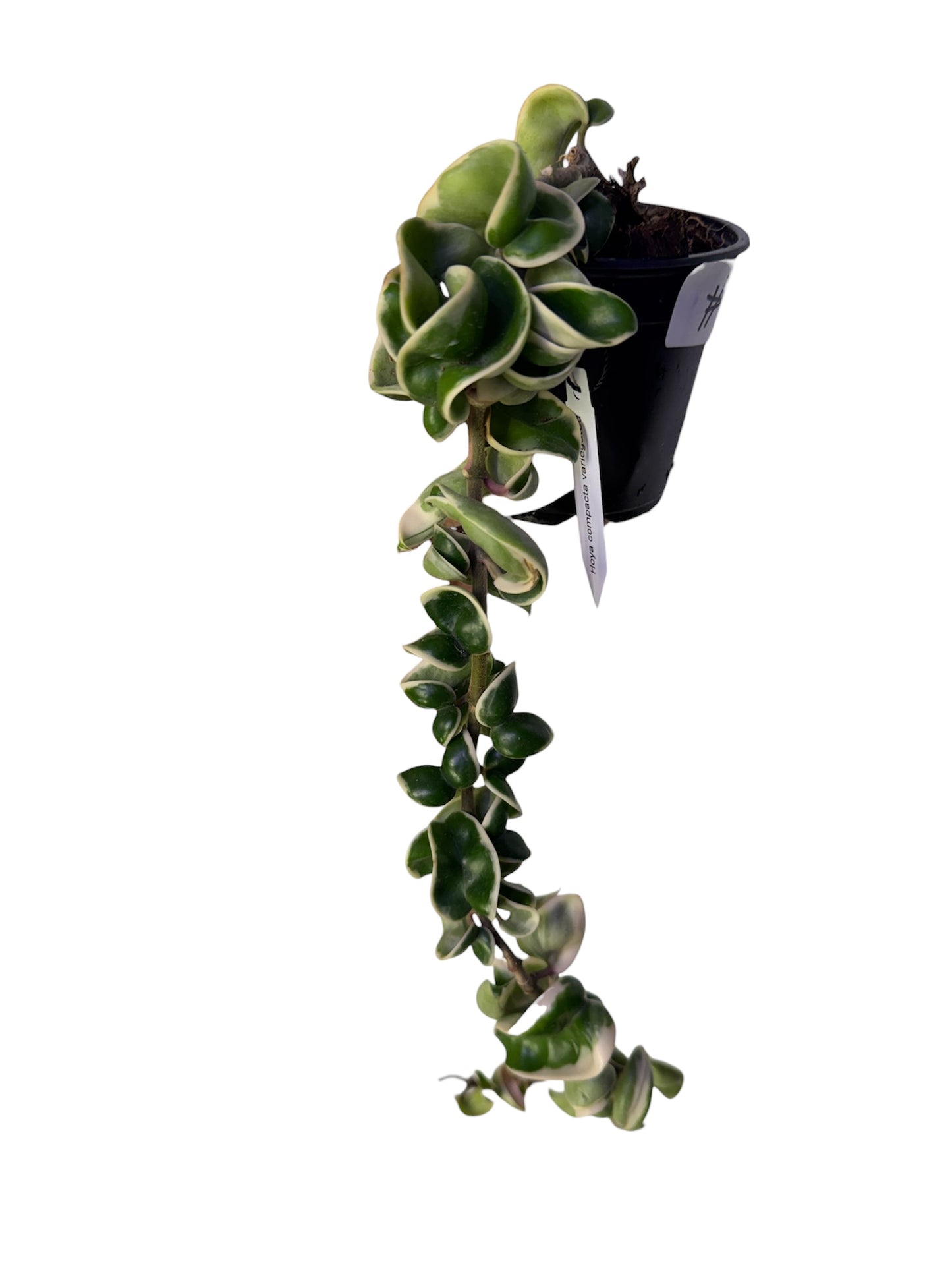 Hoya Compacta Variegated ( Hidu Rope)