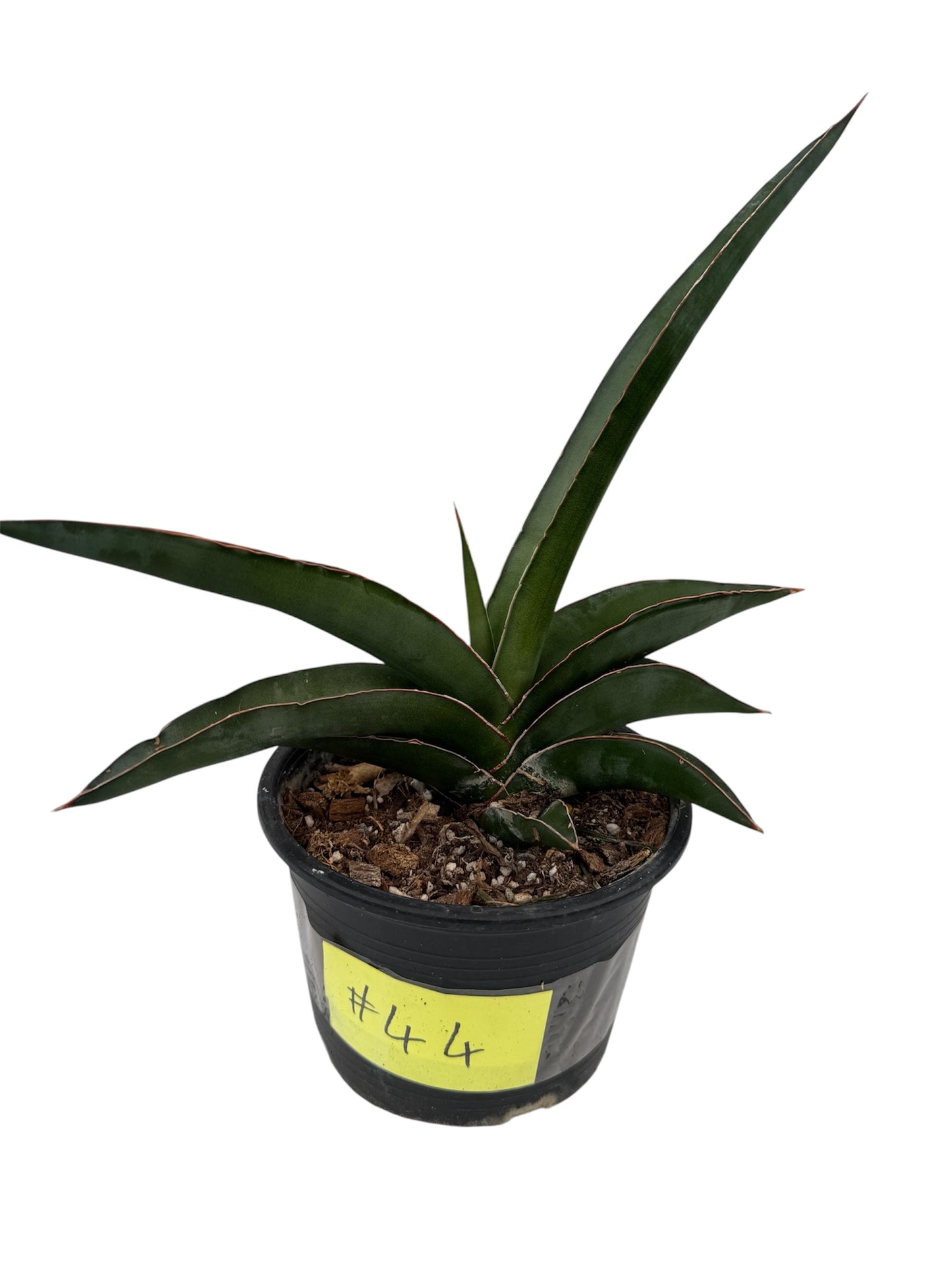 Sansevieria 'Robusta Fat'