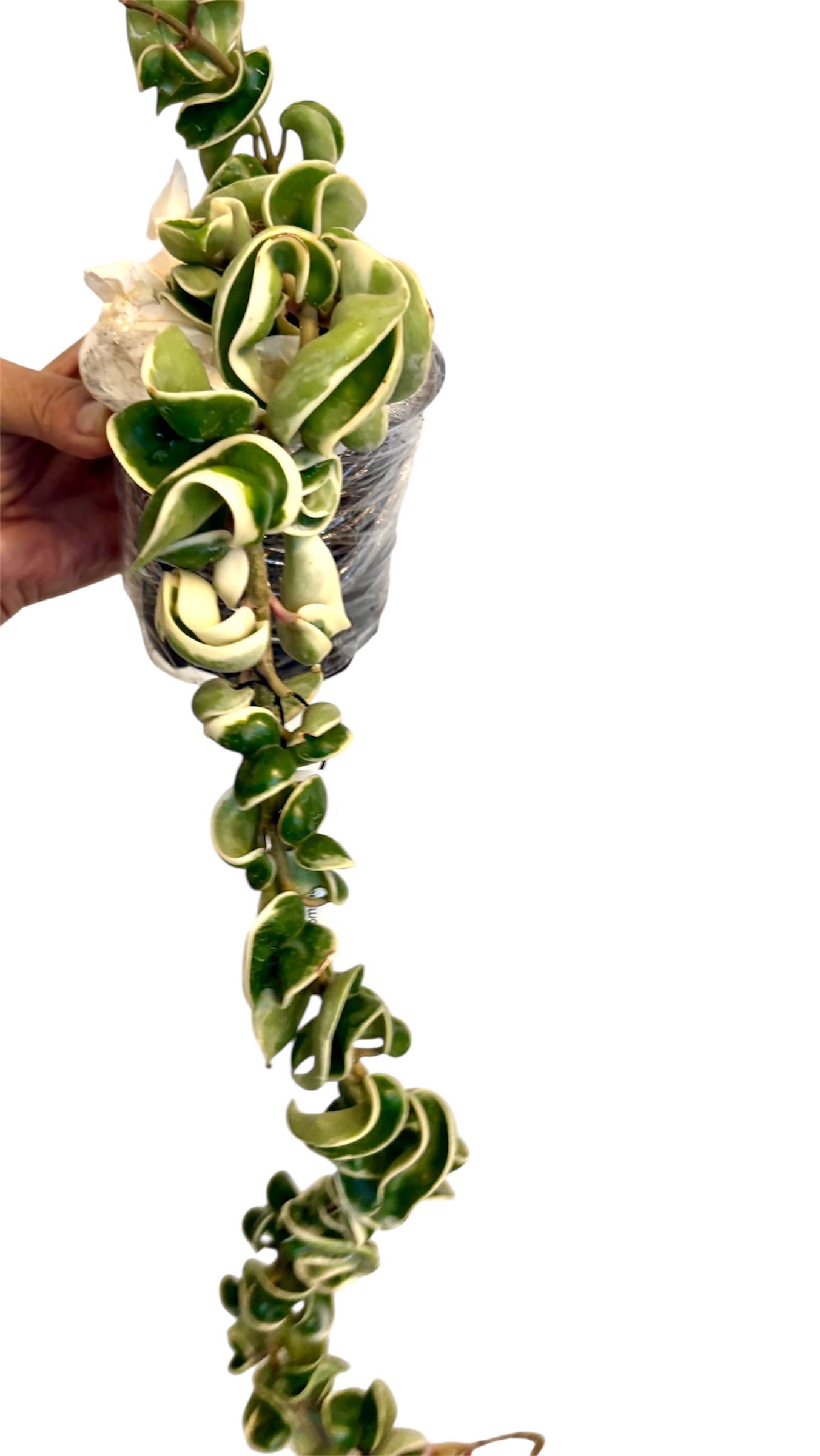Hoya Compacta Variegated ( Hidu Rope)