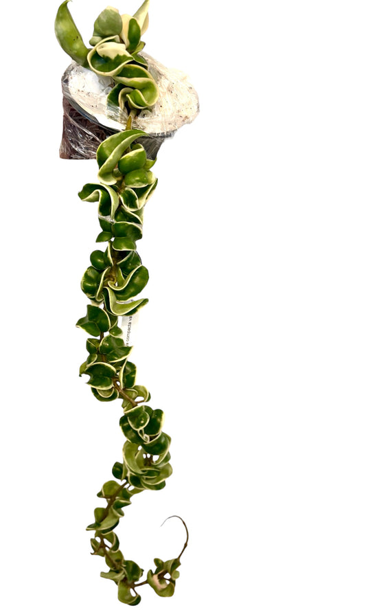 Hoya Compacta Variegated ( Hidu Rope)