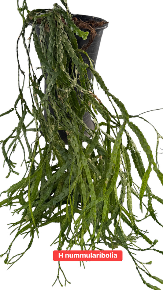 Huperzia nummulariifolia