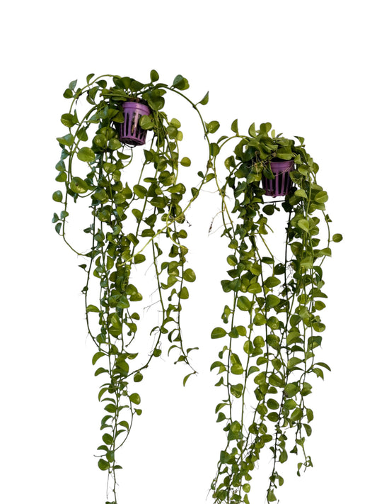 Dishcidia Geri long vine