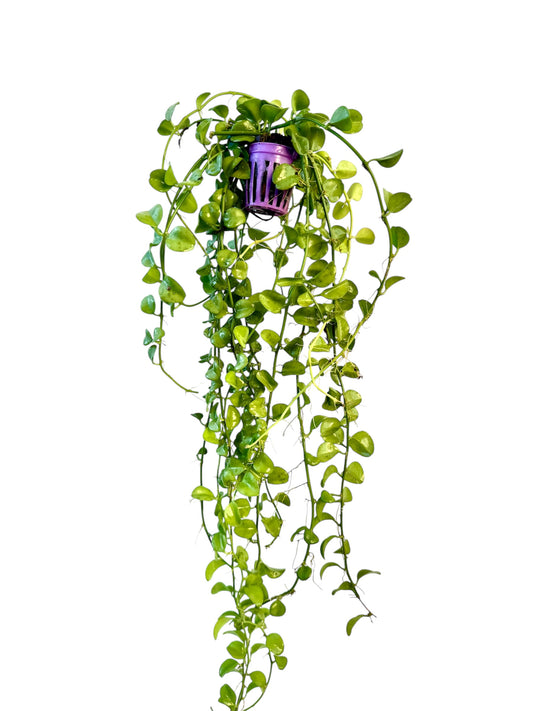 Dishcidia Geri long vine