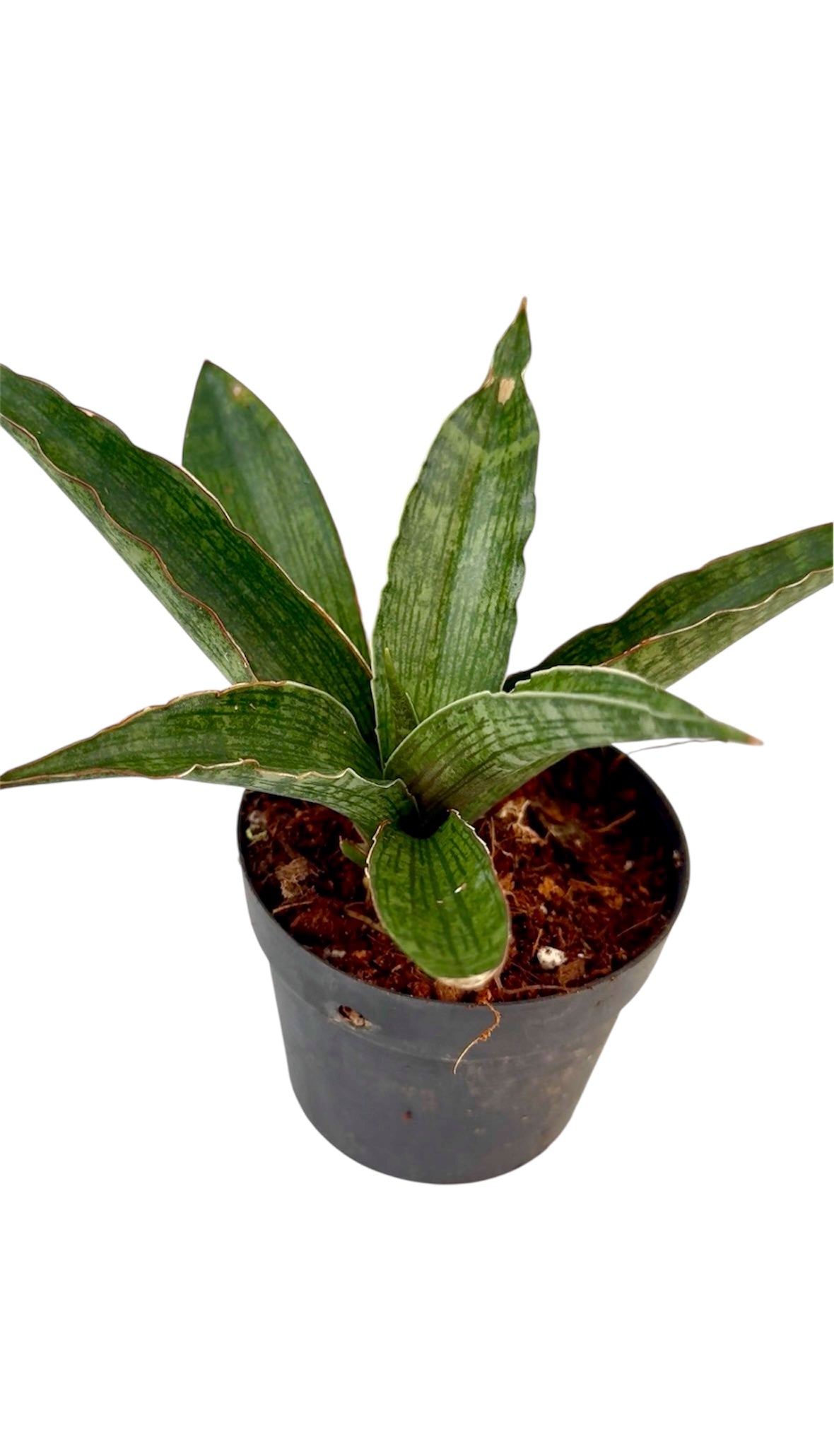 Sansevieria Davida Rare find