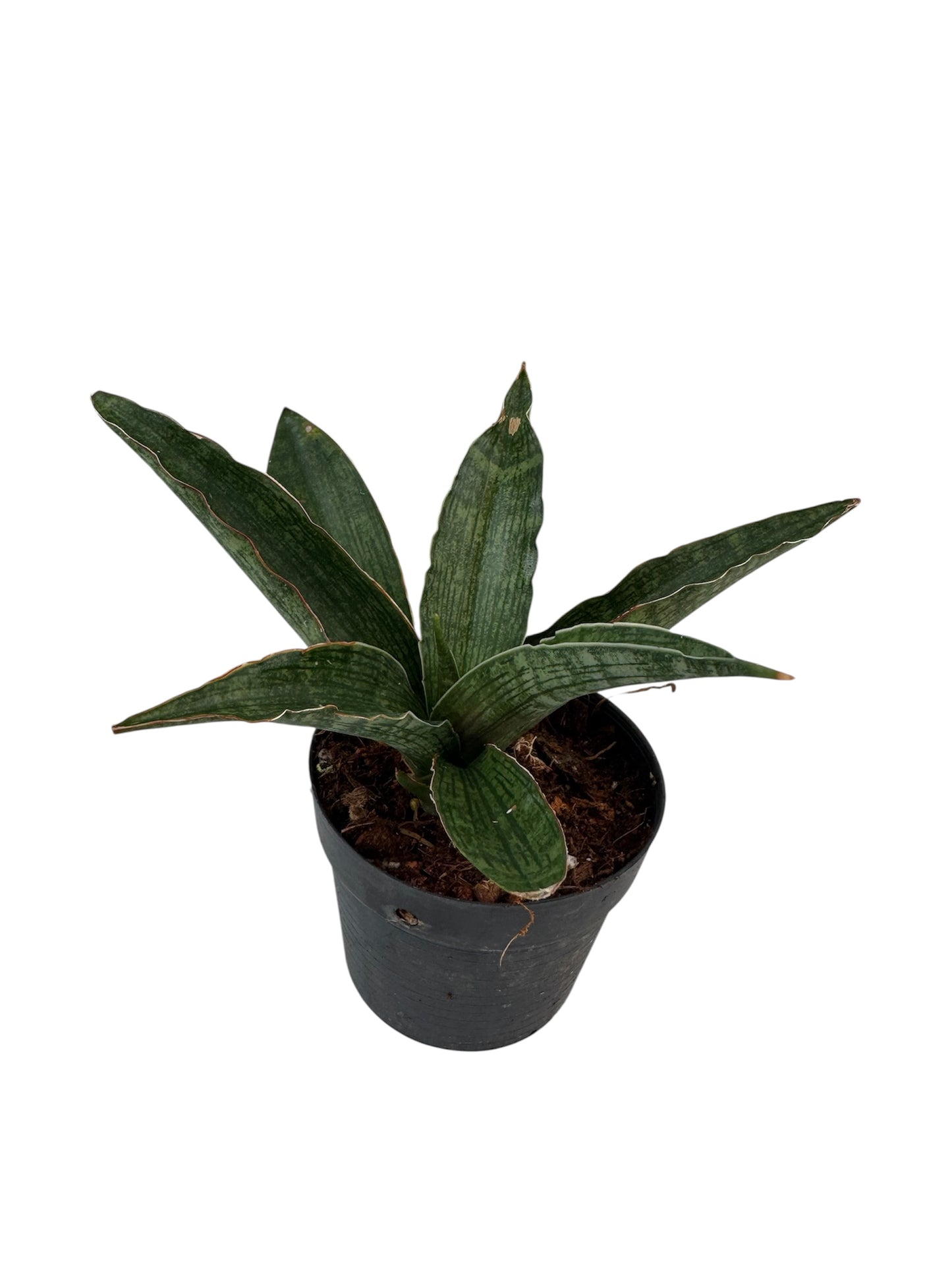 Sansevieria Davida Rare find