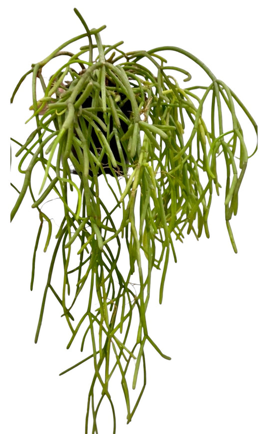 Rhipsalis sameronis