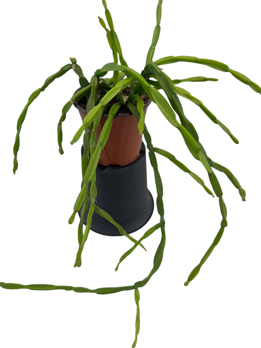 Rhipsalis Paradoxa