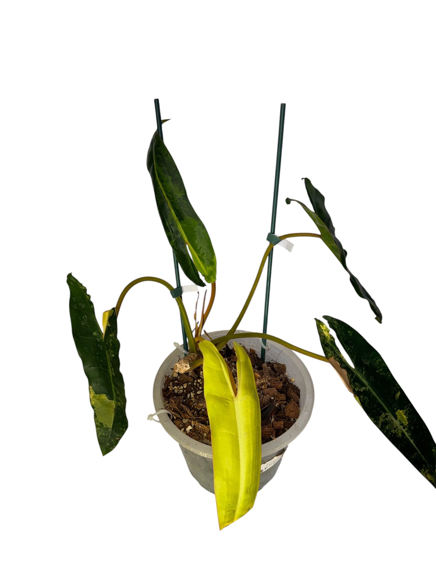 Philodendron Billietia Variegated