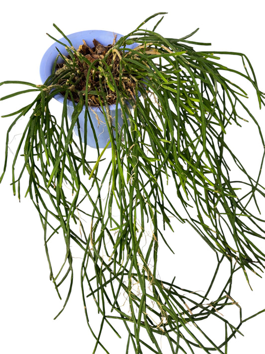 Rhipsalis baccifera small ( white pearl) 12 inch long