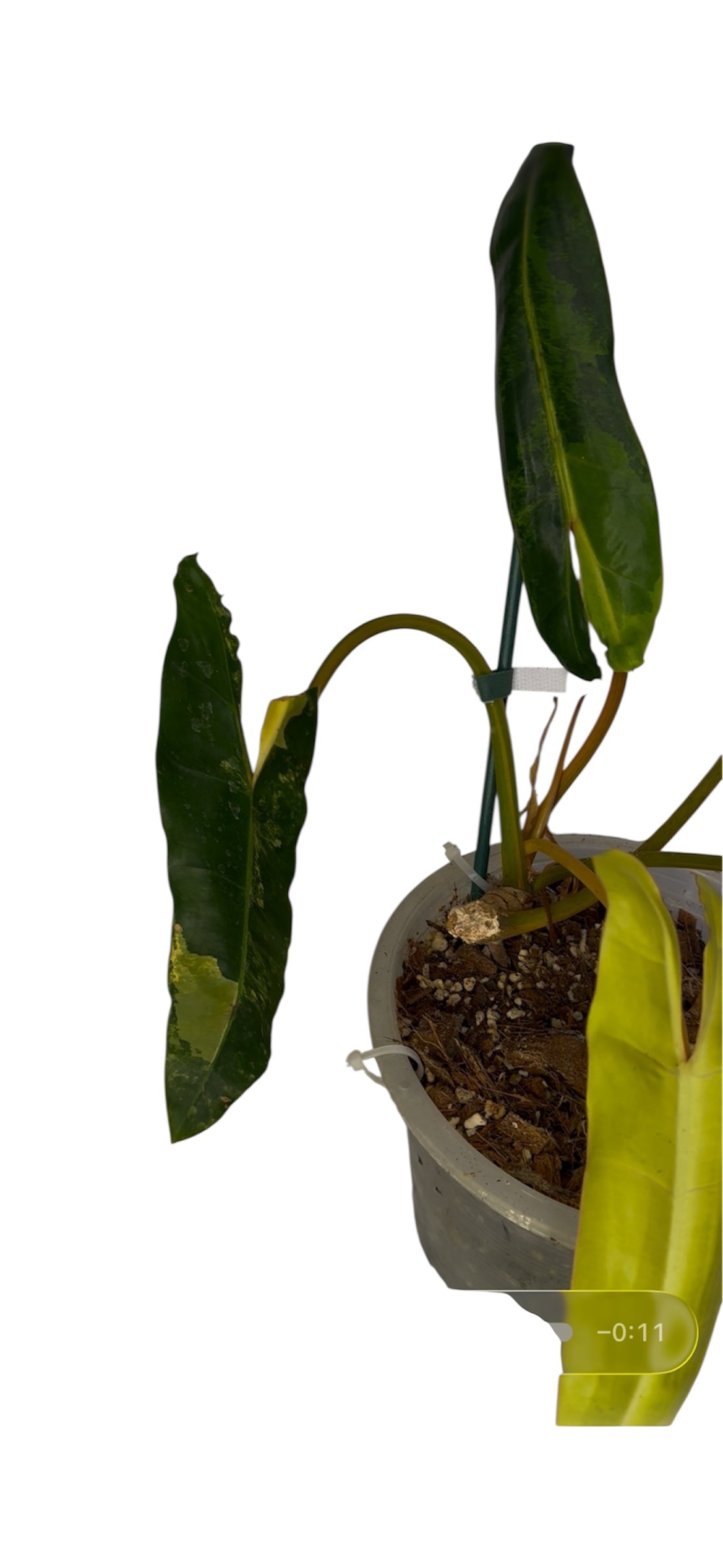 Philodendron Billietia Variegated