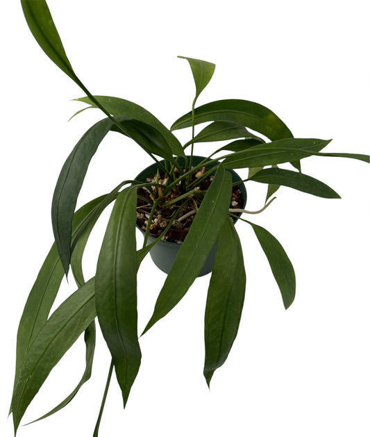 Anthurium Vittarifolium Necktie