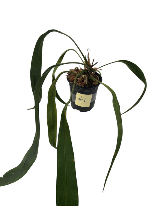 Anthurium Vittarifolium Necktie