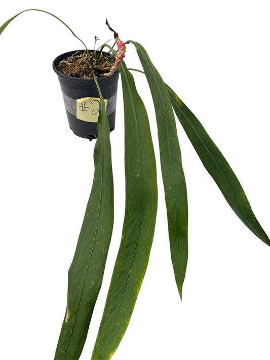 Anthurium vittariifolium Necktie