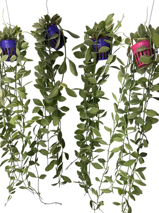 Dischidia ionantha Variegated