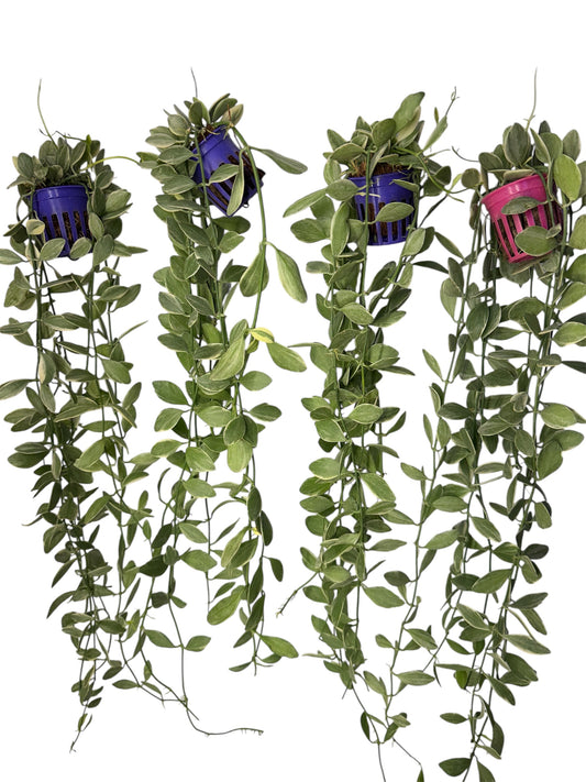 Dischidia ionantha Variegated