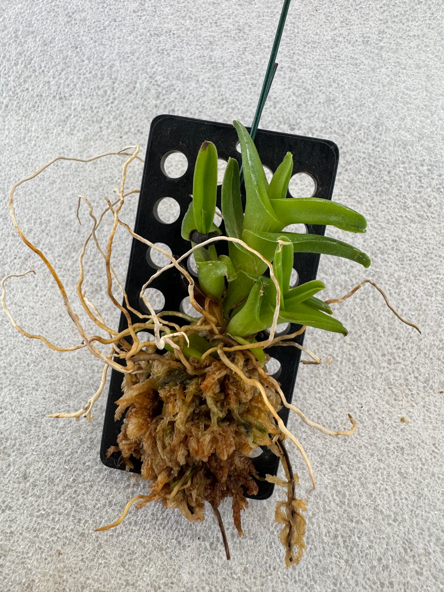 Orchid Varieties