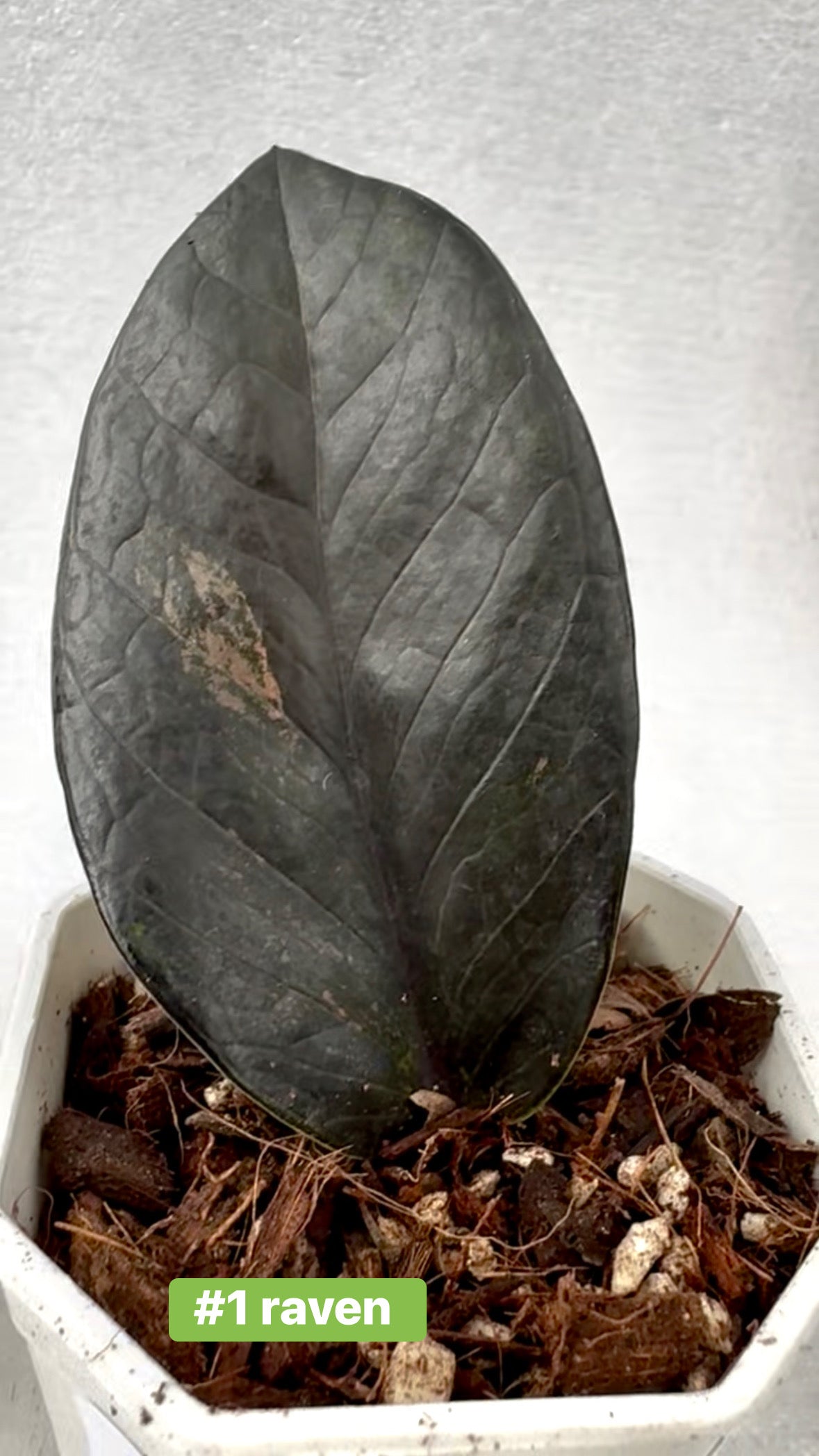Black Pink Raven ZZ Variegated
( Zamioculcas Zamiifolia)