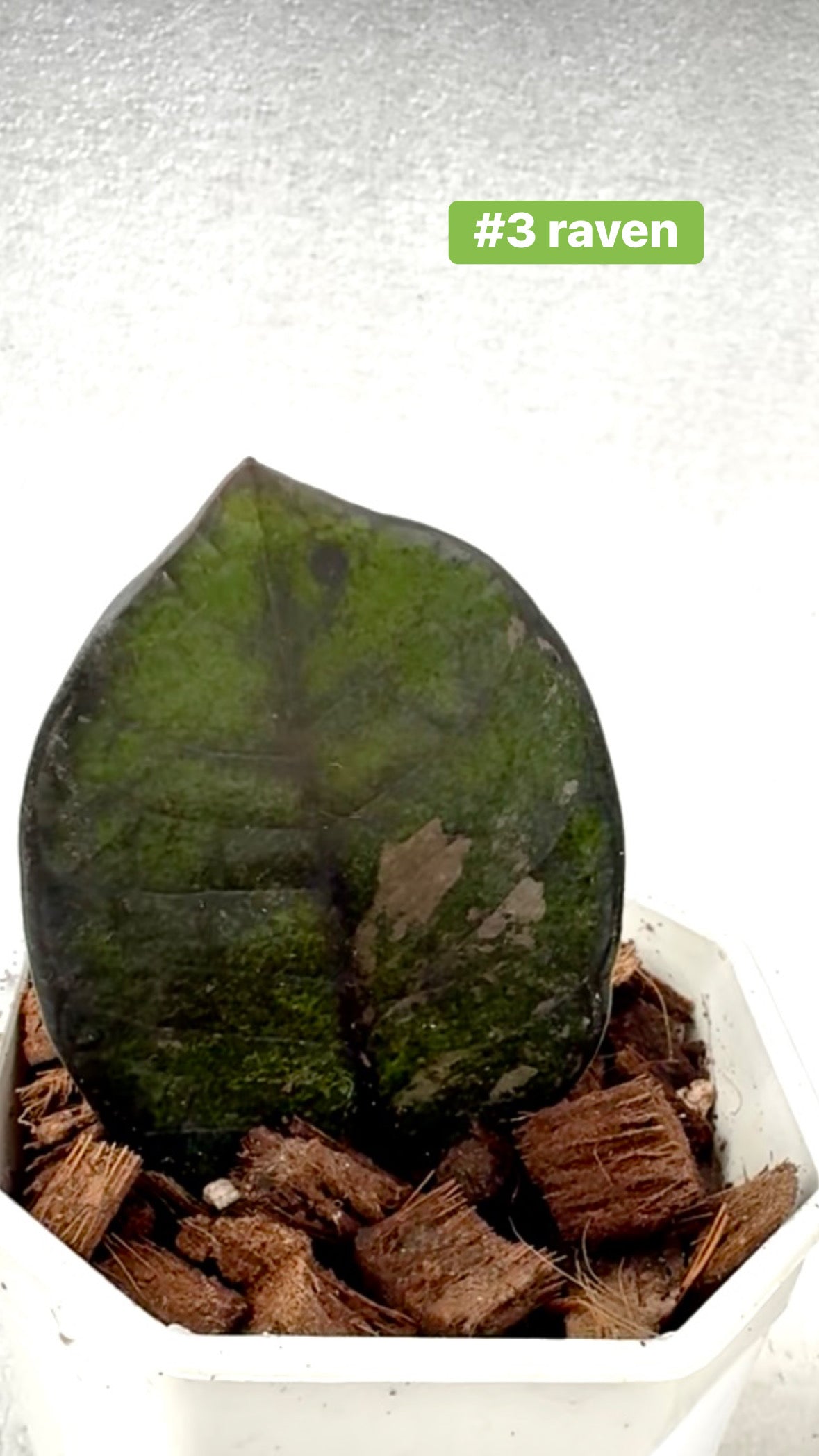 Black Pink Raven ZZ Variegated
( Zamioculcas Zamiifolia)