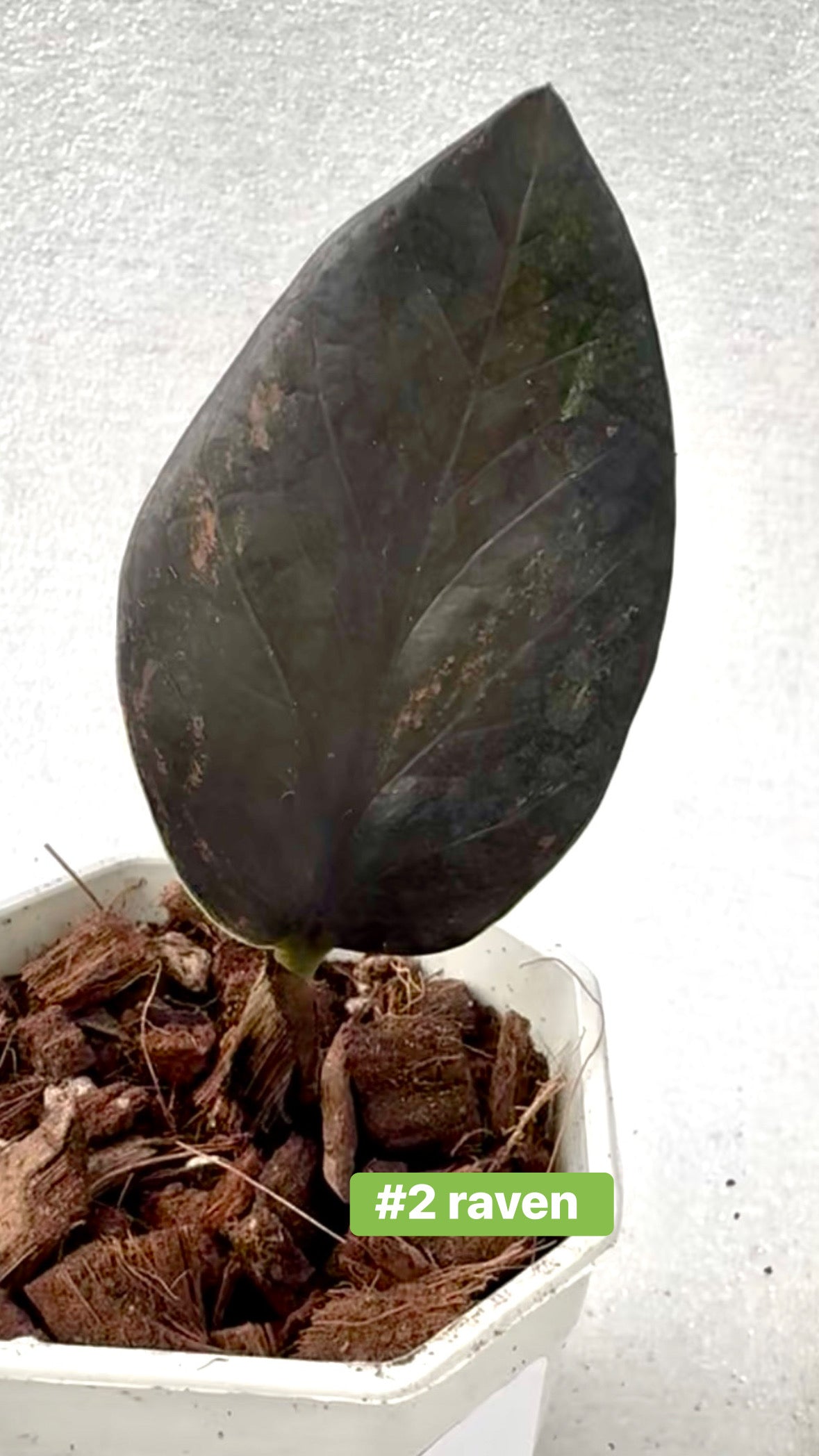 Black Pink Raven ZZ Variegated
( Zamioculcas Zamiifolia)