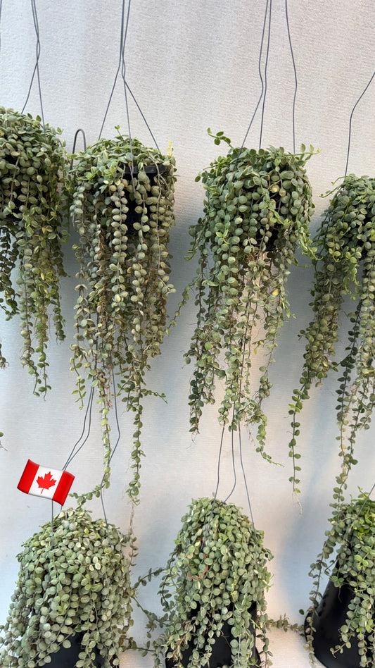 Dishcidea Sting of Nickels  variegated