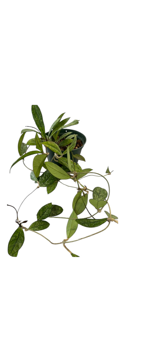 Hoya Crassipetiolata splash