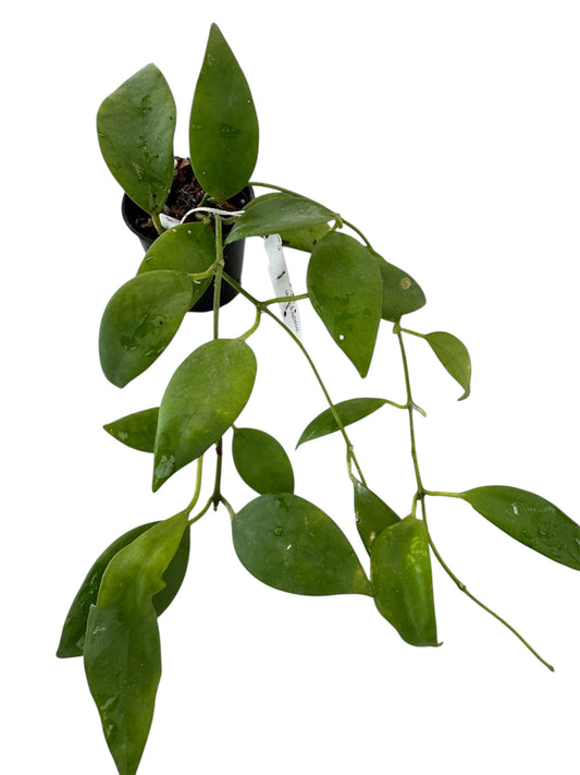 Hoya minahassae