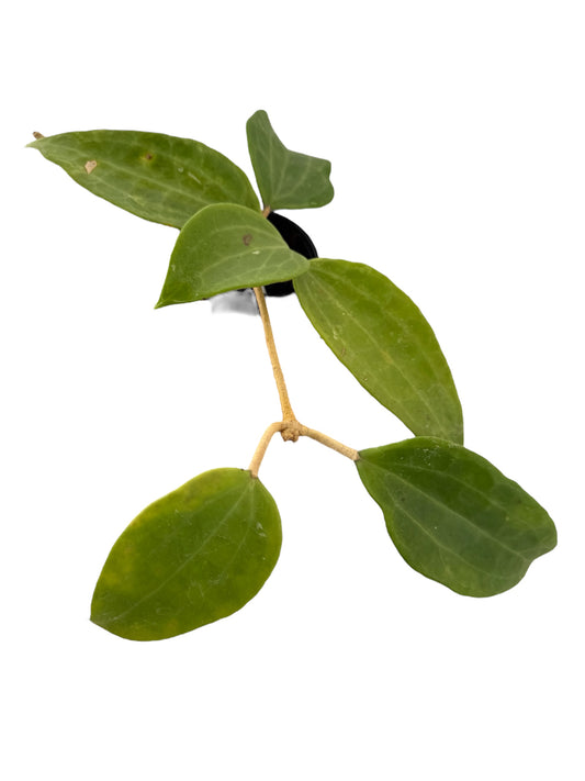 Hoya polystachya