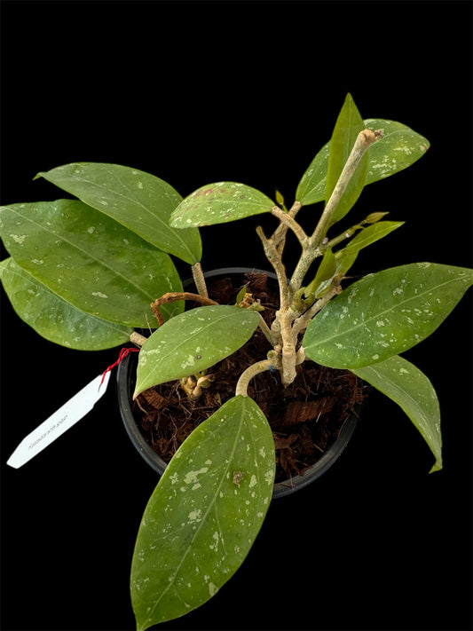 Hoya parasitical white splash