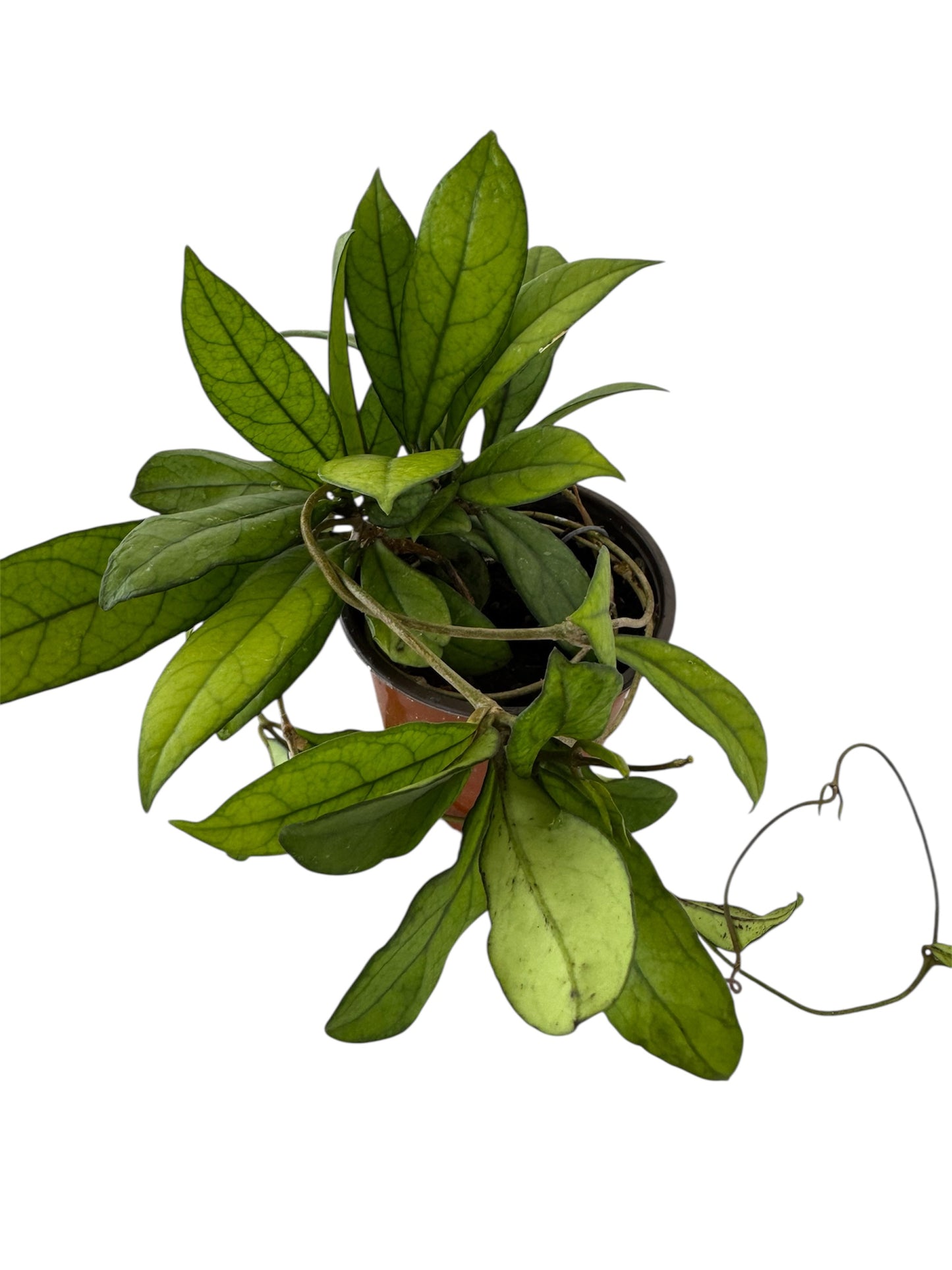 Hoya Crassipetiolata