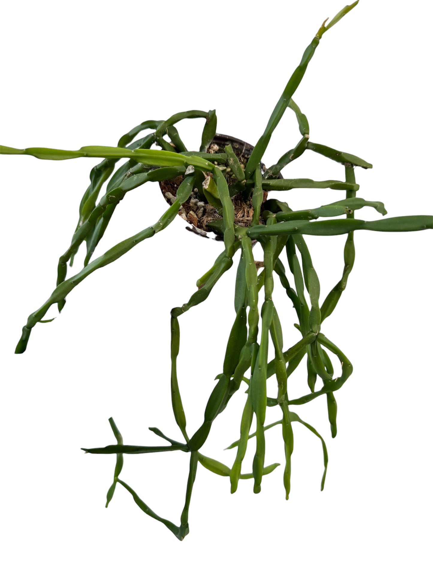 Rhipsalis Paradoxa Medium